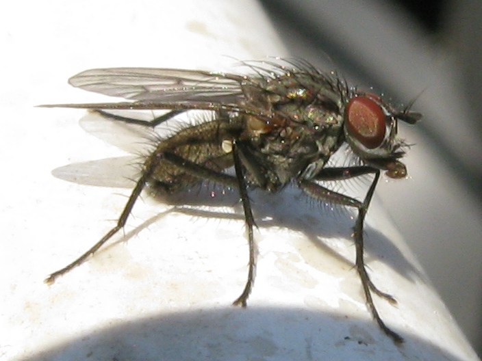 Anthomyiidae e Coenosia sp. (Muscidae).Helina evecta ?